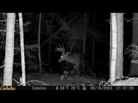 2ND LARGEST BUCK VIDEO