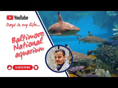 Visiting Baltimore National Aquarium #innerharbor #baltimore #tripadvisor #travel