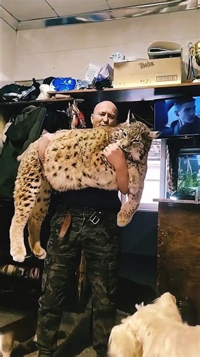 This Bobcat Size Will Shock You #bobcat #wildlife