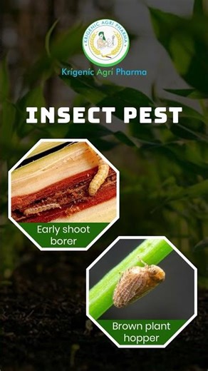 Boregan insecticide Adama | Cartap Hydrochloride 4% Granules #krigenicagripharma #insecticide