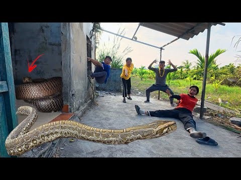 3 Brave Experts Rescue Ethnic Girl Attacked By Anaconda In Abandoned House