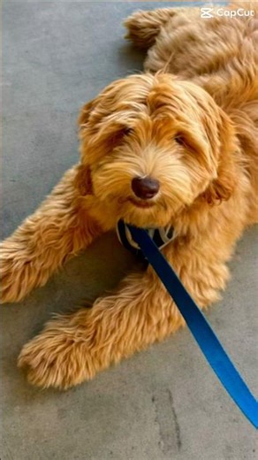 Puppy Time! Mini labradoodle.. Meet “Bear”