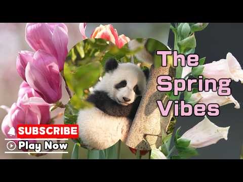 Spring-Exclusive Panda Cuteness | iPanda