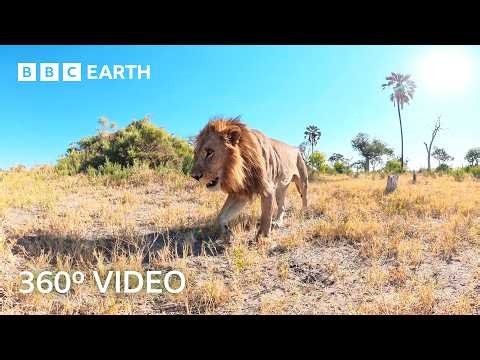 An Unfiltered Immersive Journey Through the Okavango Delta | 360º 4K Video | BBC Earth