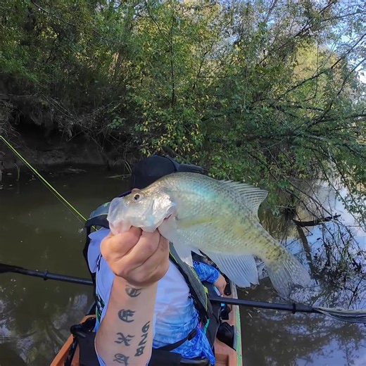 LET THEM GROW😩😩😬😬 #903Fishing #crappiefishing #texasfishing #fyp #fishinglife