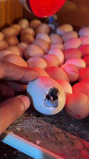 Almost Hatching - little time to go