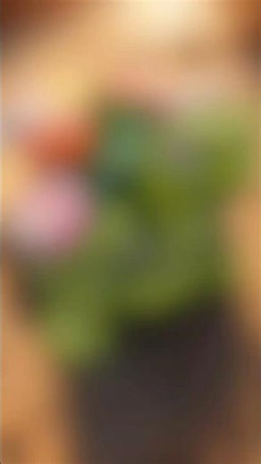 Hand paintedTurtle Reveal | turtle lover | Nature Inspired Art