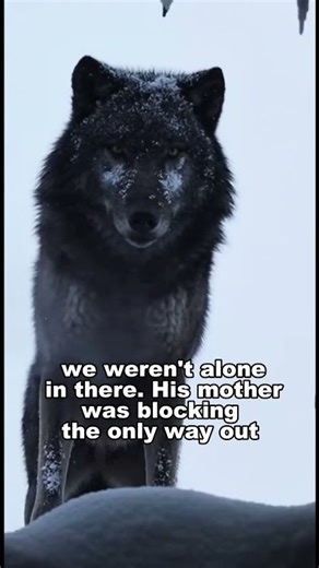 I Found A Wolf Cub In The Snow... Then His Mom Found Me