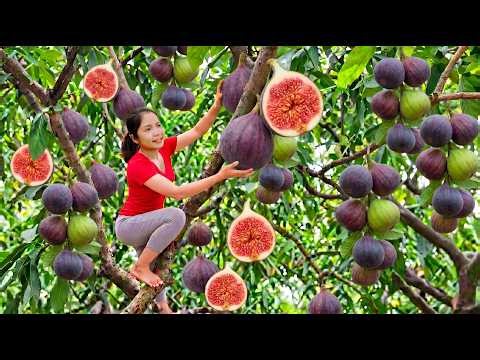 Harvesting 1000+ Kg of Wild Figs from the Forest | Massive Fig Harvest to Market