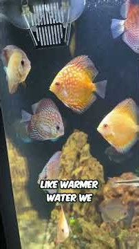 Discus: One of the Prettiest Freshwater Fish #aquariumcoop #aquascaping #fishtank