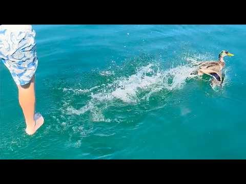 100 BUCKS TO CATCHT A DUCK!