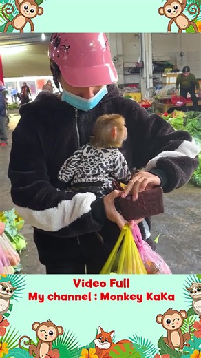 Monkey bibi latest video #cutemonkey #babymonkey #animal #monkeysoftiktok #Foryou