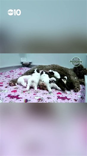 Inside Finland’s 24-hour puppy livestream following their first eight weeks
