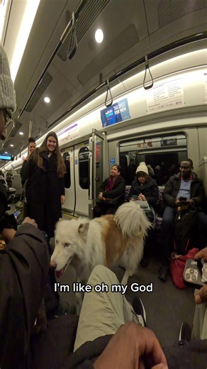 Effective Dog Training Techniques for Calm Behavior