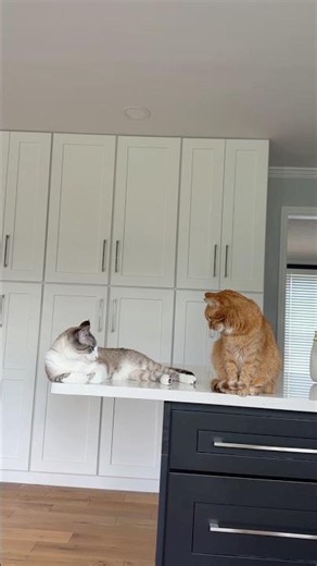 Find the Gary to your Kurt @petsmart! #PetSmartPartner #anythingforpets #ad