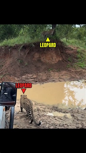 Watch this leopard defy gravity to survive #leopard #survival #nature