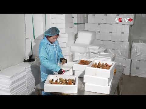 Intelligent Indoor Farming Grows Edible Mushrooms Year-round in E China