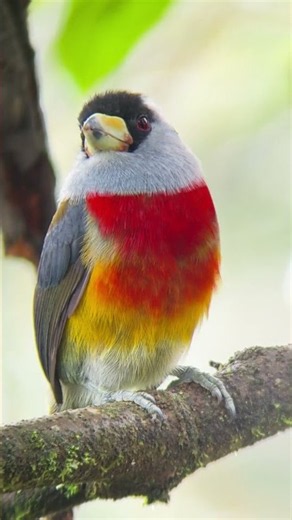 Have You Ever Seen a Toucan Barbet? | Mindo, Ecuador