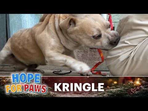 👉 The family threw him out right before Christmas. 🥺