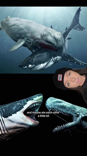 gargantuan snack #megalodon #extinctanimals #prehistoric Paleoart: Balázs Petheő Herschel Hoffmeyer Charlène Letenneur Prehistoric Wildlife Alberto Gennari