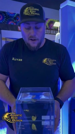 Goldflake Angelfish Fish Spotlight at Aquatic Reef Design Ocala