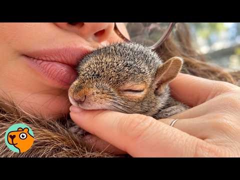 Dwarf Squirrel Takes His Sweet Time Doing Squirrel Business | Cuddle Buddies