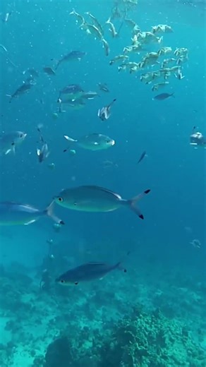 Скумбрия в бухте Sharks bay. Egypt.Snorkelling with fish in the Red sea at Sharm-El-Sheikh