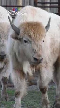 Muskoday First Nation welcomes its first white buffalo