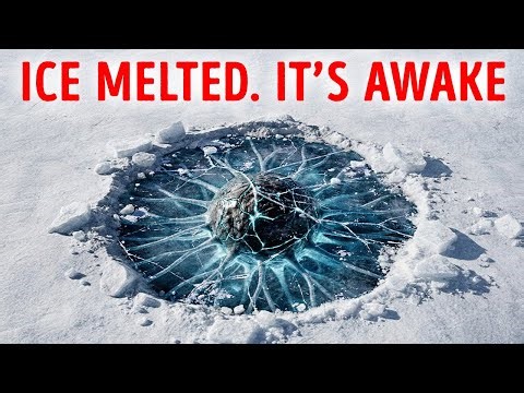 Ancient Microbes May Be Waking Up in Alaska, Scientists Warn