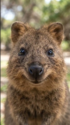 Title: 😄 The Happiest-Looking Animal in the World? | Amazing Quokka Facts 🐾