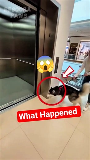 Dog Stuck in Elevator... This Rescue Changed Everything 💔➡️❤️ #animalrescue #dog