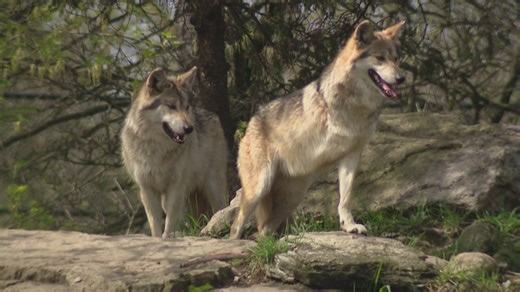 Brookfield Zoo’s Mexican wolf inspires kids with limb differences