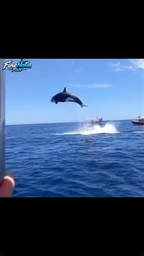 Orcas Are the Ocean’s Natural Hunters! 😱🐋 #Orcas #Ocean