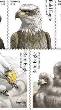 USPS offers bald eagle Forever Stamp collection