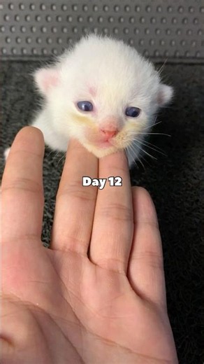 Timelapse white kitten 30 days #catvideos #kitten #cats #kucinglucu #timelapse