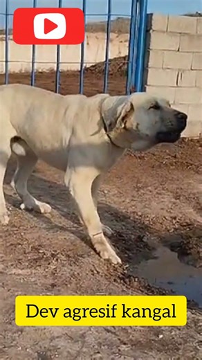 Dog Barking Sound Effect/Real Dog Barking Sounds #dogbarkingsounds #dog