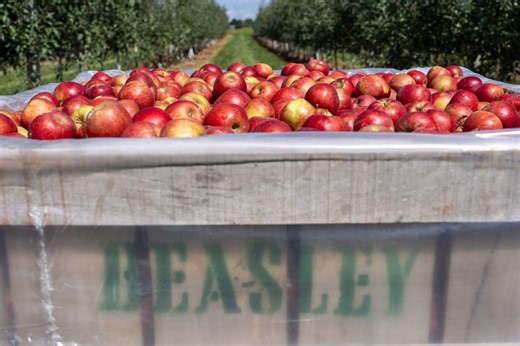 Trump’s immigration crackdown disrupts U.S. food supply, agriculture leaders say