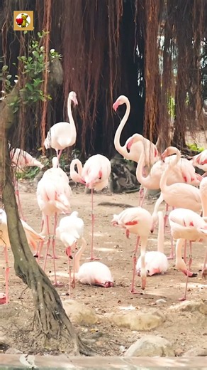 Flamingo Sounds (Flamingos In Hong Kong Park)