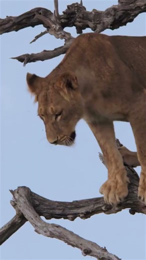 Lion Cubs at Play in the wild
