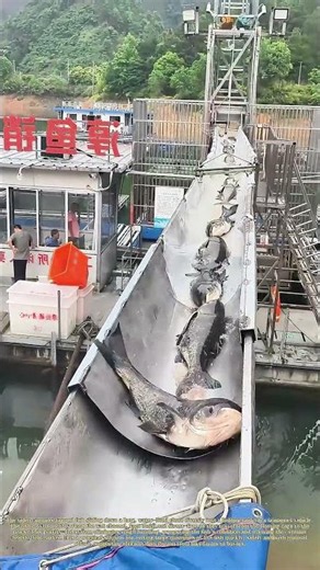 Sliding to Market: Live Fish Transport in Modern Aquaculture