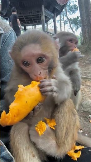 Mango Rage 🐒🥭 | Juice Thief! | Peel Battle!