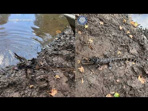 Alligator found tied to boat in East Texas pond; man cited for illegal possession, wardens say