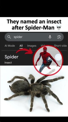 Spider-Man Meme