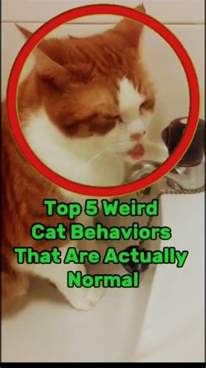 Top 5 Weird Cat Behaviors That Are Actually Normal🔥 #CatFacts #WeirdButNormal #Shorts