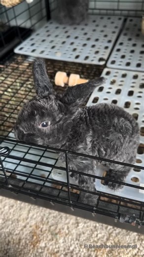 Beach Bunnies Mini Plush Lops on Instagram: "Why am I always falling behind schedule? Here are four cute reasons why. Can you blame me? @blewett_buns Cotton Candy’s babies are three weeks old today! Still not sure if the two dark ones are Siamese sables or seals but pretty sure all four are boys 😮 #beachbunniesminiplushlops #miniplushlops #babybunnies #northcarolinarabbits #foryoupage"