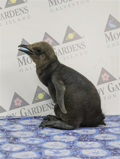 Moody Gardens on Instagram: "Big flipper news! 🐧 A king penguin chick hatched on January 26 to proud parents Watt, named after @houstontexans @jjwatt, and Astro, named after the @astros ⚾ Our animal care team is keeping a close eye on this tiny new addition, and we cannot wait to share more cute updates as the chick grows 💛"