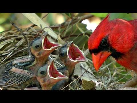 Shocking Behavior: Northern Cardinal Uses Snake to Feed Its Chicks