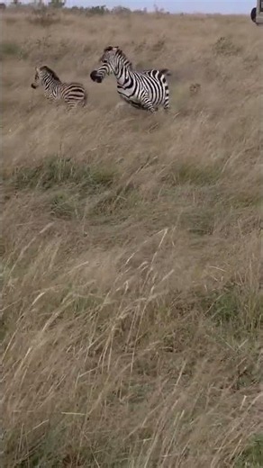 Zebra mum fiercely protecting her baby from a cheetah