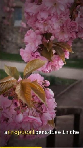 10 Top Destinations for Unbeatable Spring Break Deals in April #shorts