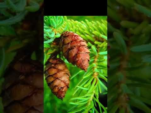 Pacto de Dios con Noé Genesis Capitulo 9